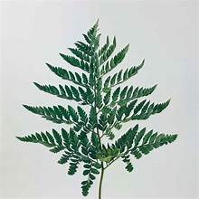 Leather Leaf