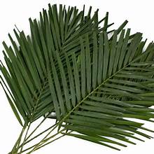 Palm Phoenix