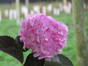 Pink (tinted)
