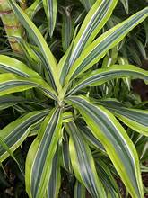 Dracaena Green
