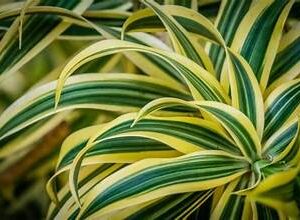 Dracaena Yellow